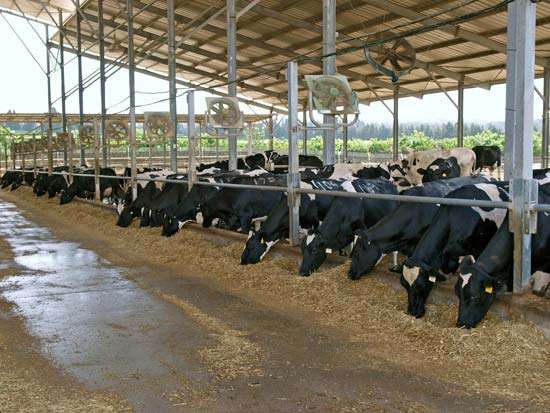 Cow Shed