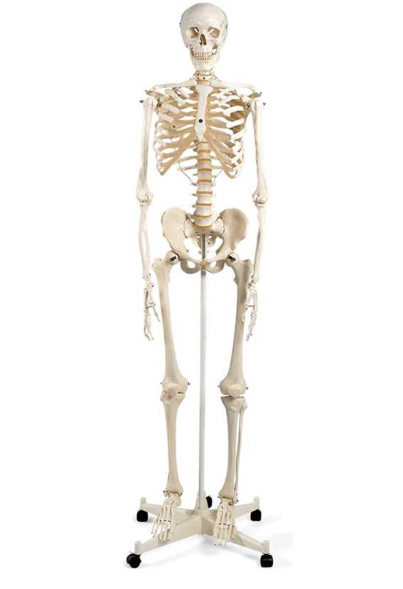 Human Skeleton