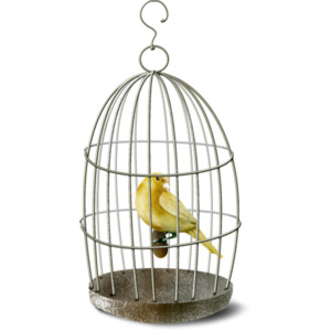 Bird Pet Shop