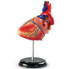 Heart Anatomy 
