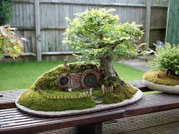 Decorative Bonsai Plants