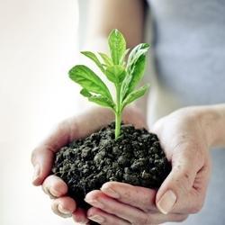 Phospholipid Fatty Acid