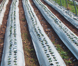 Agricultural Films