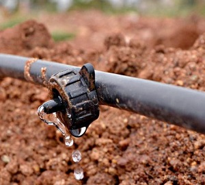Drip Irrigation